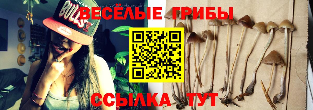 Сланцы  Галлюциногенные грибы GOLDEN TEACHER  Вход с VPN 